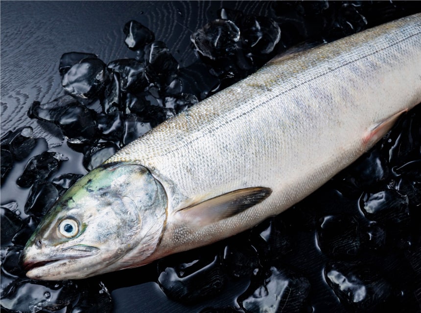 匠の活〆 秋サケ メス3kg 01